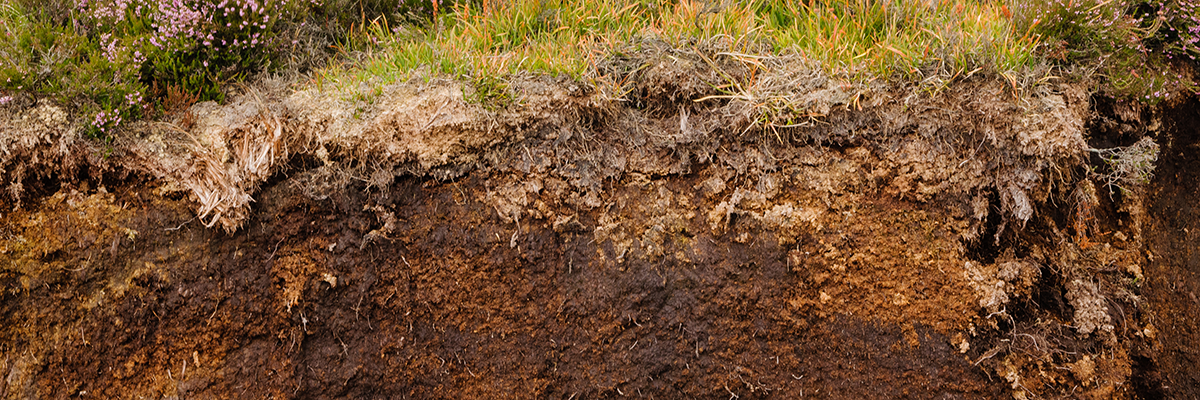Peat Peat
