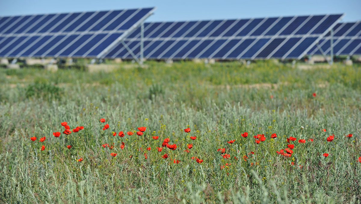 Solar panels and poppies Solar panels and poppies