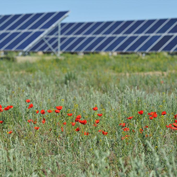 Natural Power advises Solar Energy UK on latest biodiversity best practice guide