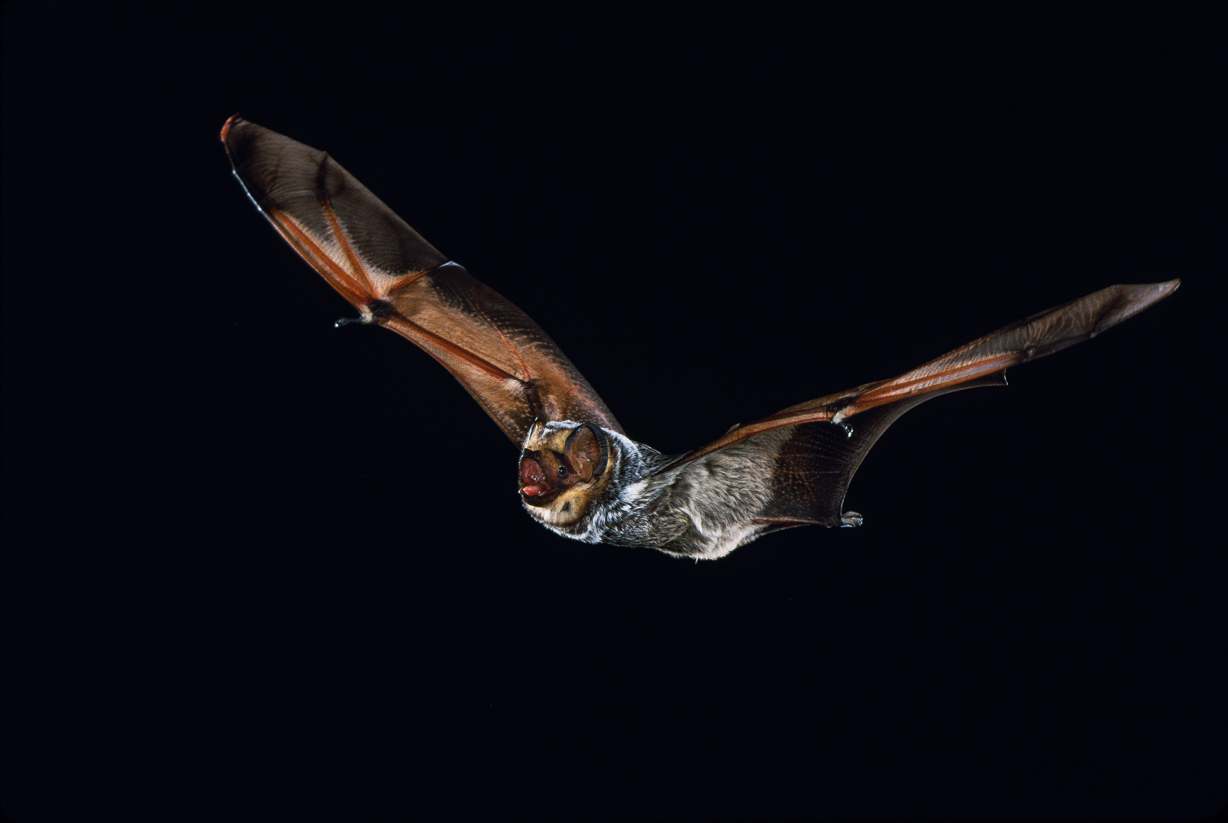 Hoary Bat