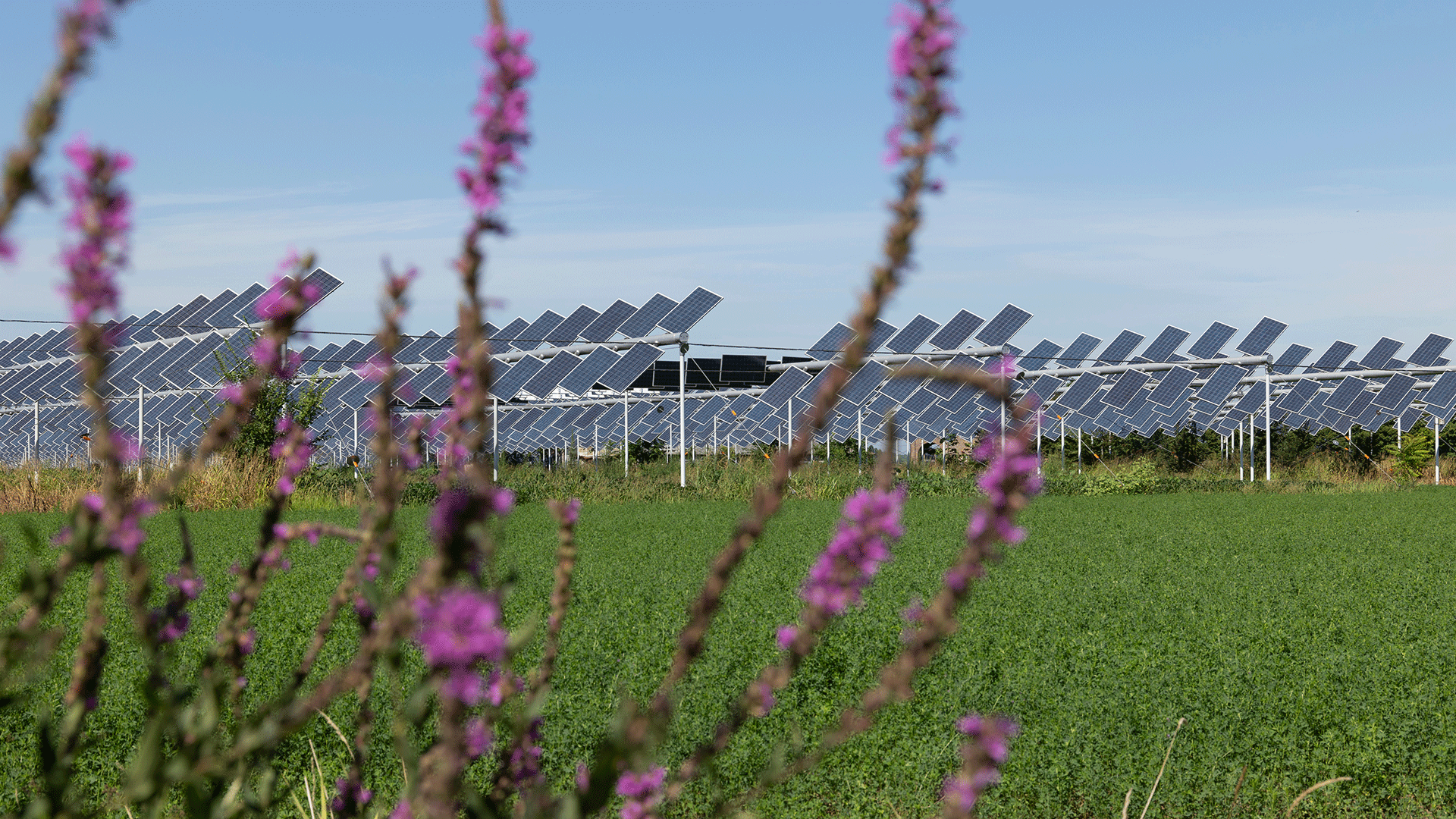 Agrivoltaics Agrivoltaics