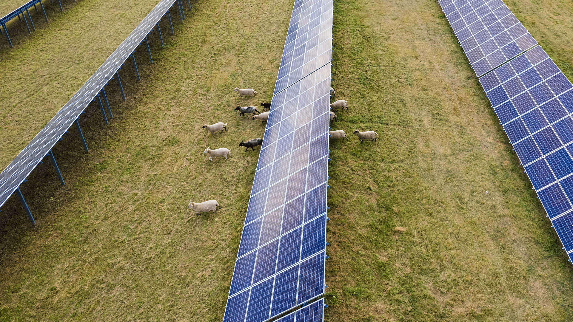 Agri-solar PV and sheep Agri-solar PV and sheep