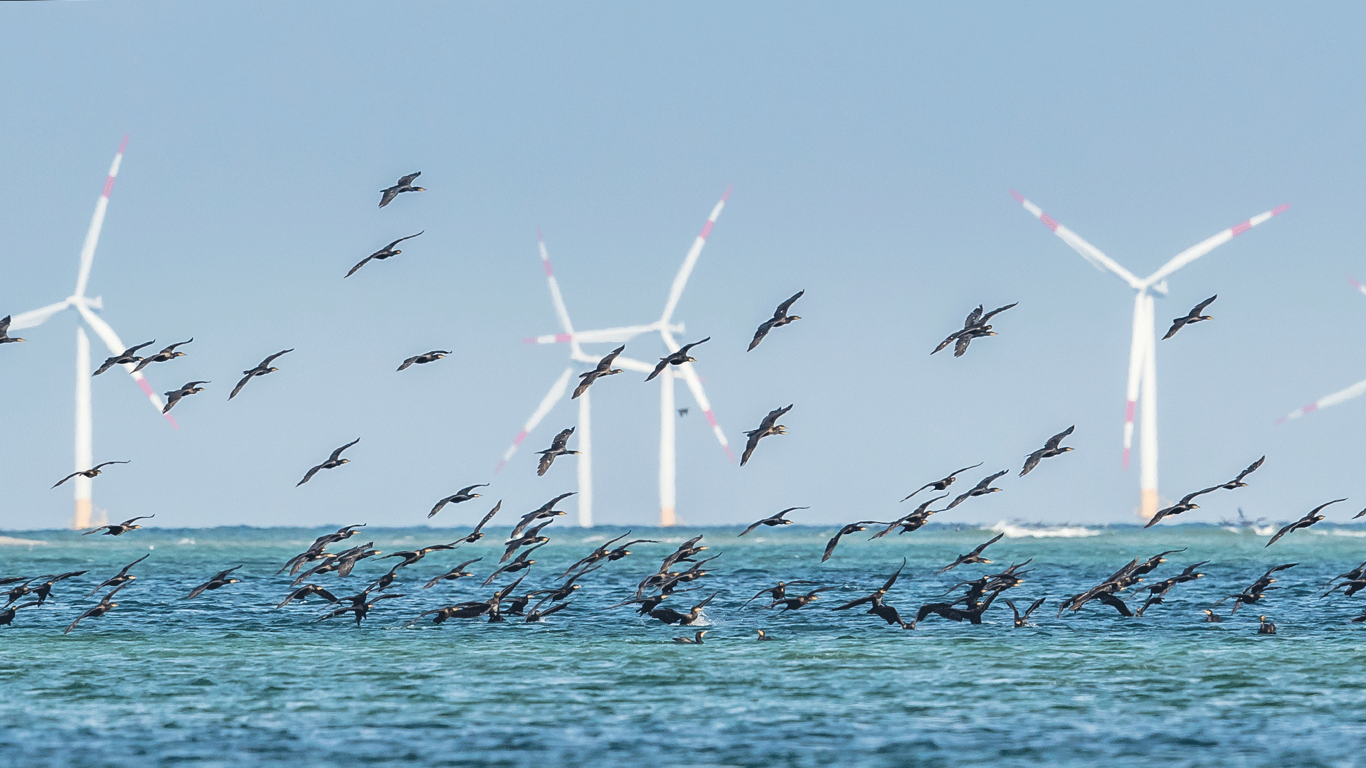 Offshore wind farm and birds
