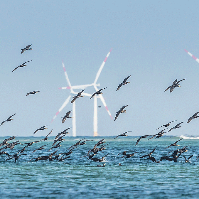 Free OCcAM seabird mortality tool launches latest update for offshore wind industry