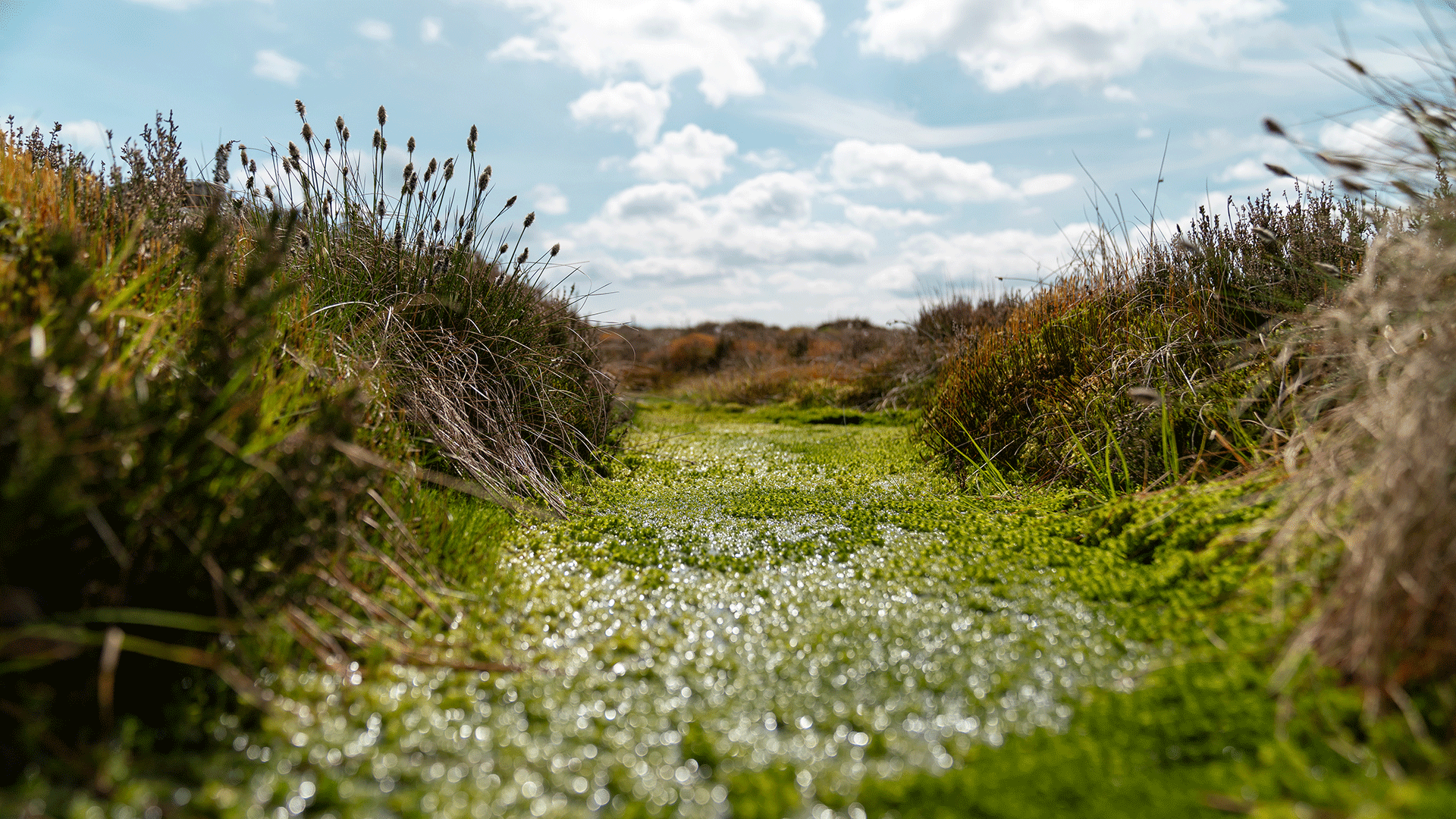 Peatland bog