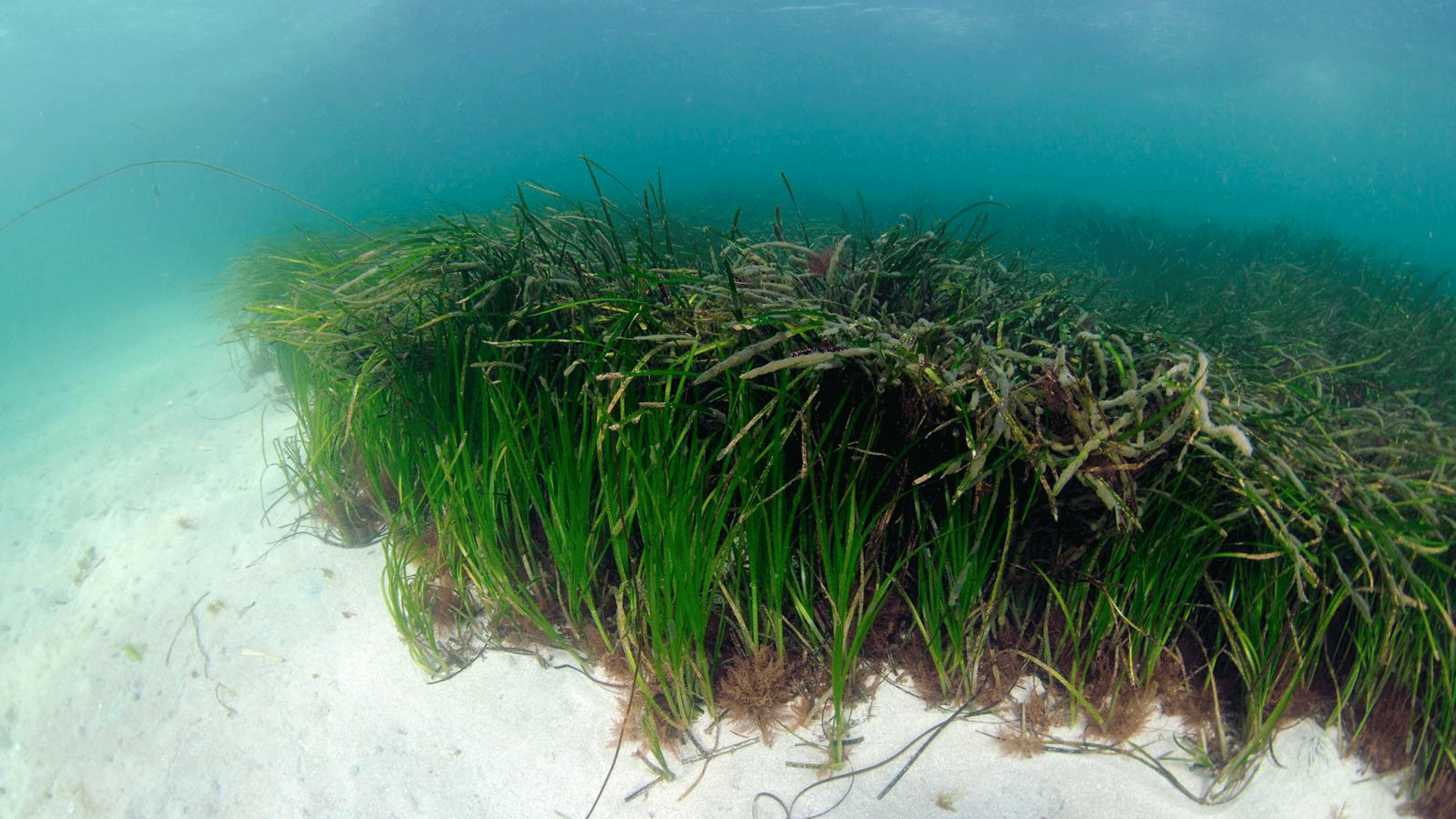 Sea Grass off Scotland coast