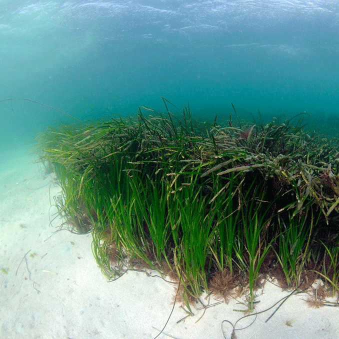 Seagrass off the coast of Scotland