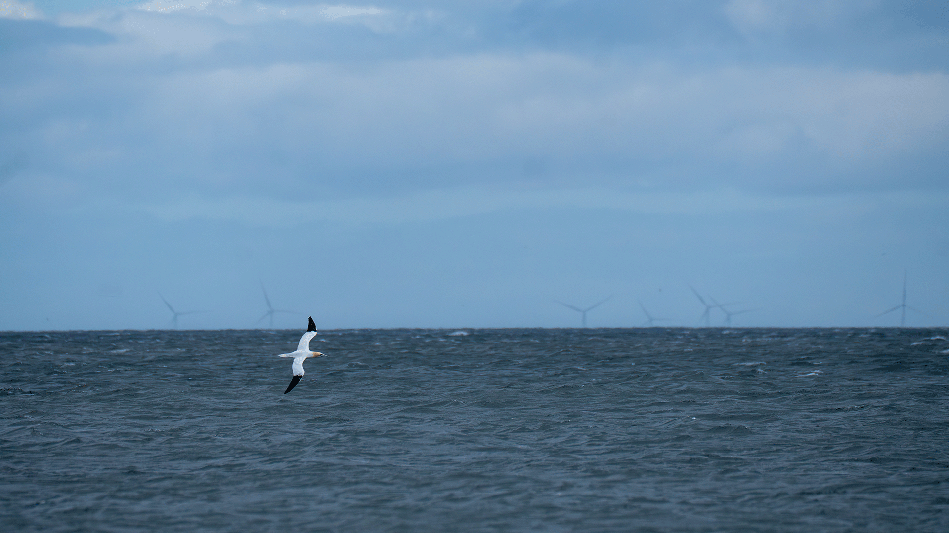 Gannet flying in front of offshore wind farm