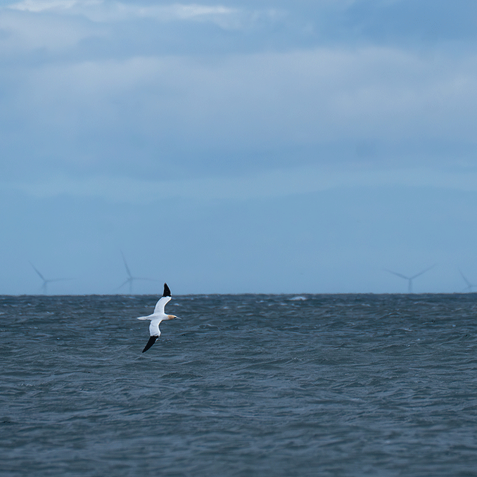 Gannet and offshore wind farm
