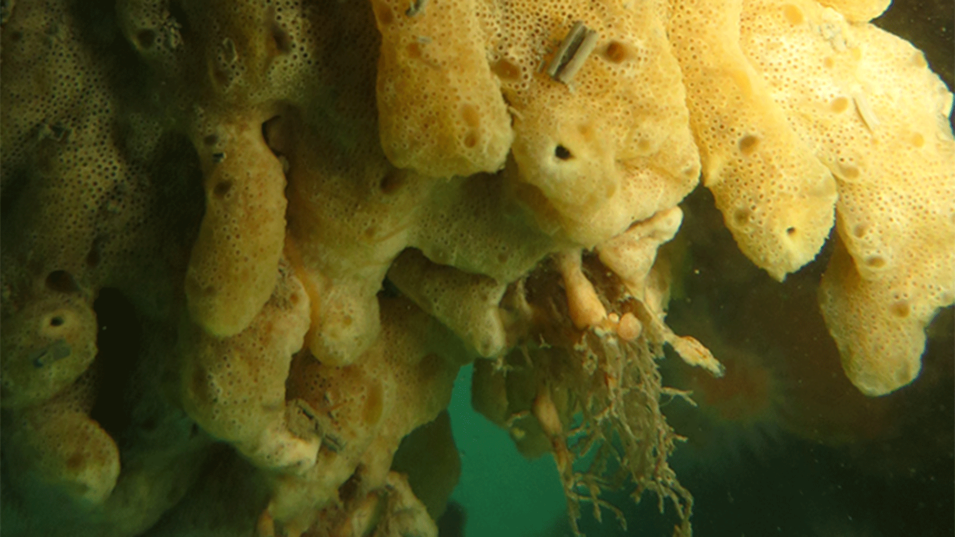 Carpet sea squirt
