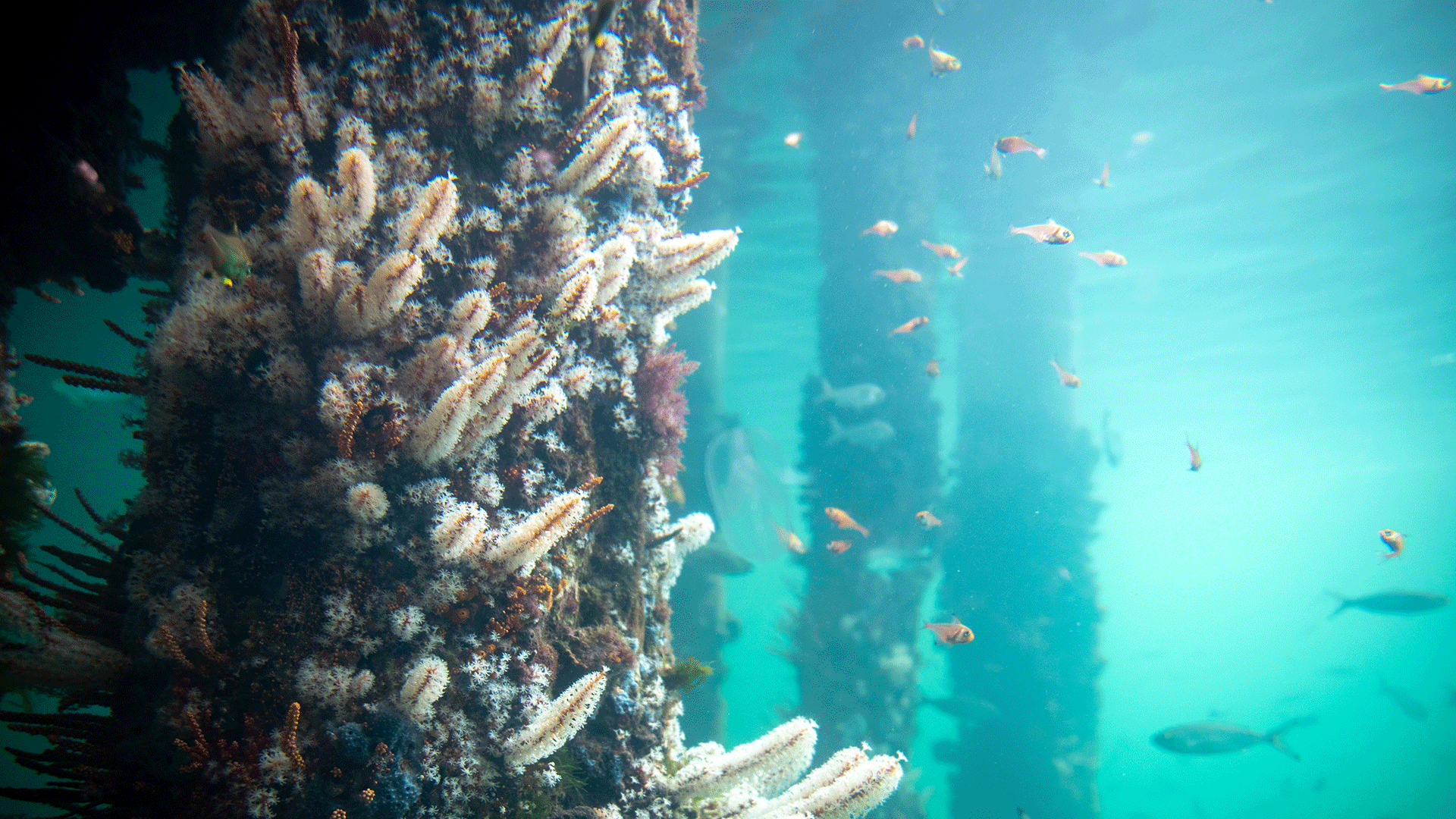 Marine structures supporting wildlife