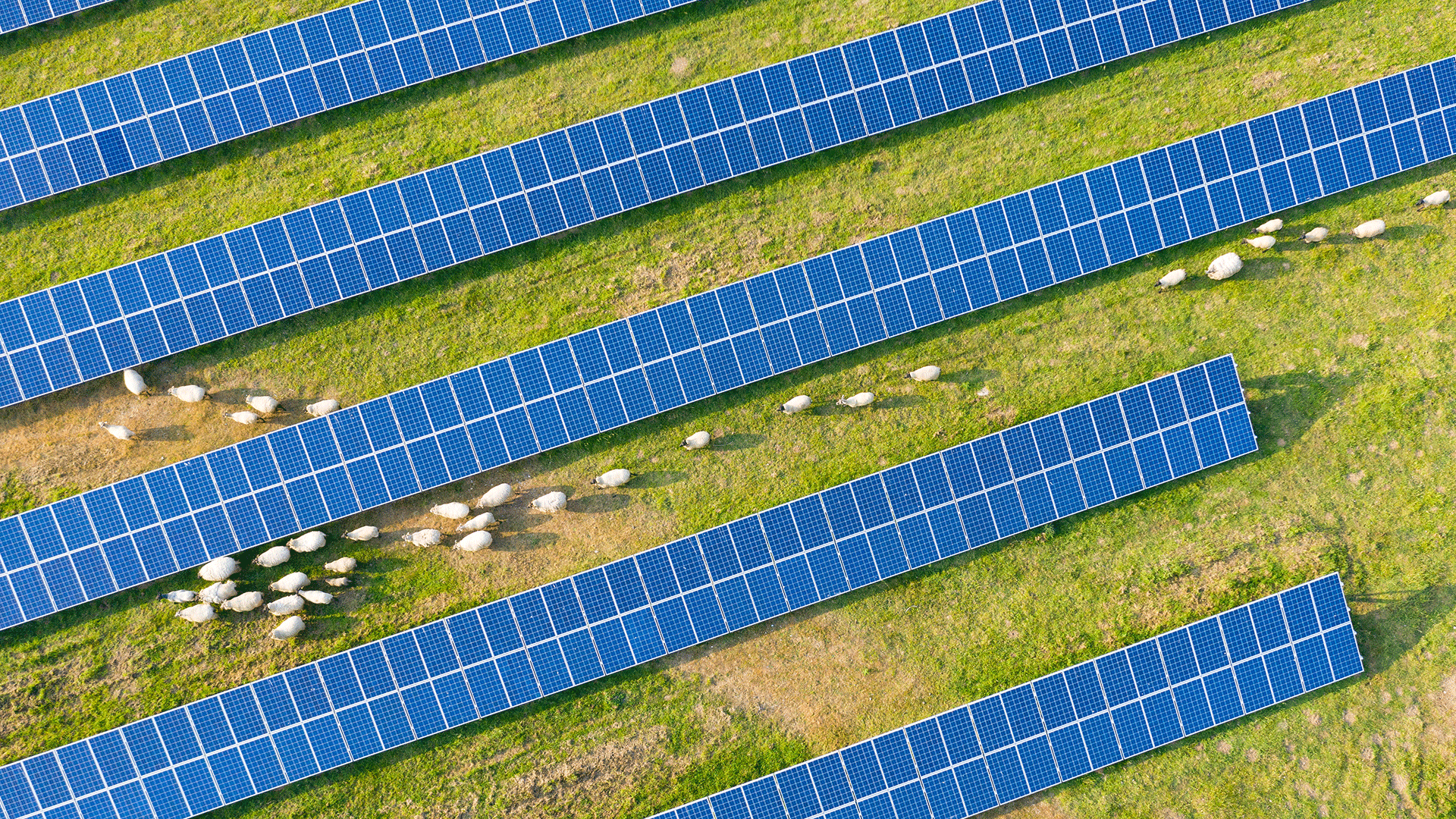 Sheep and solar modules in a field