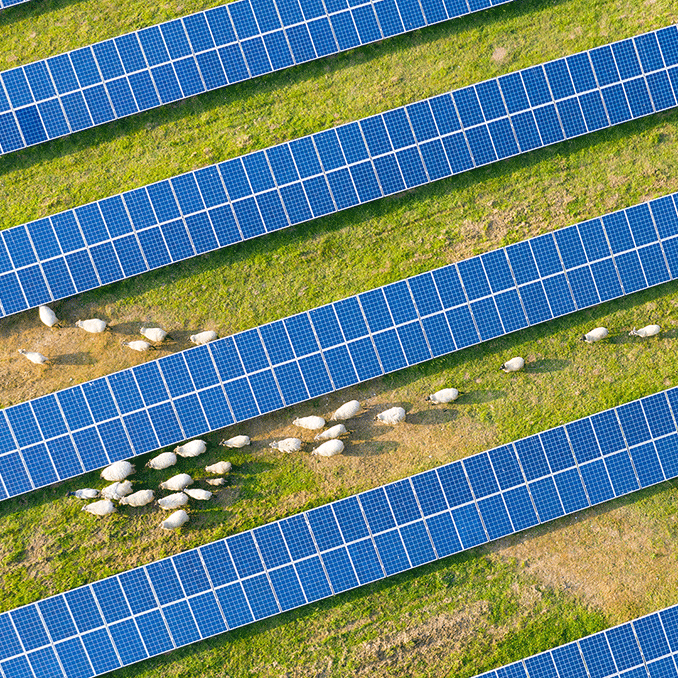 Solar PV modules and sheep
