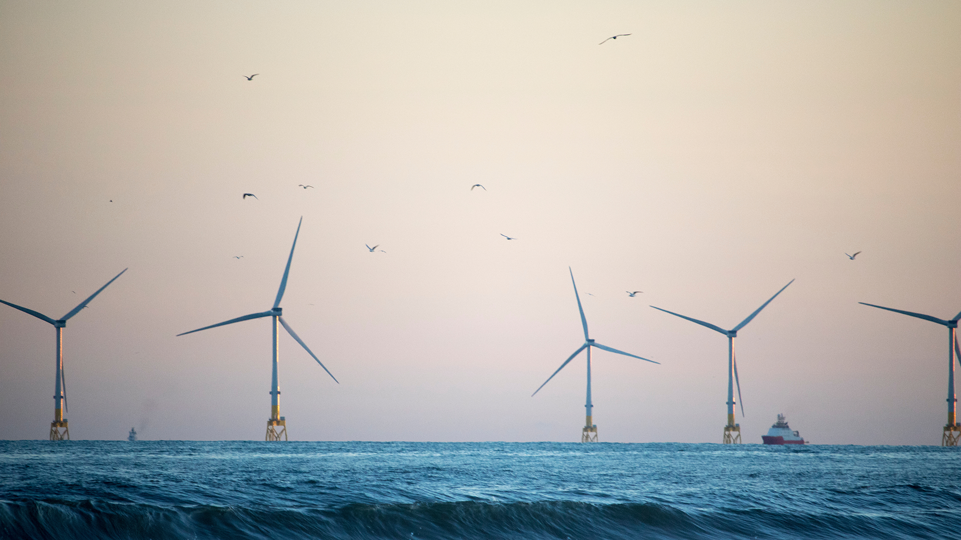 Offshore wind and birds
