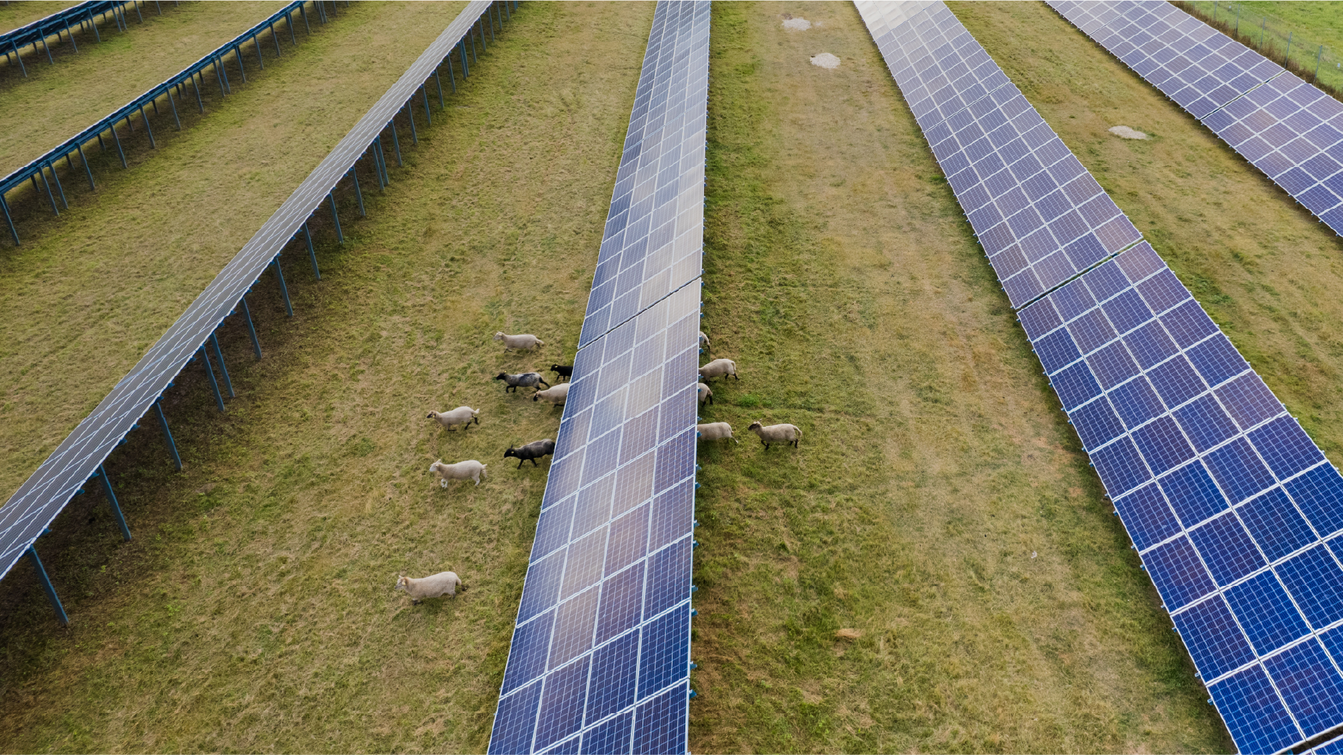Sheep grazing between rows of solar panels at a solar farm.